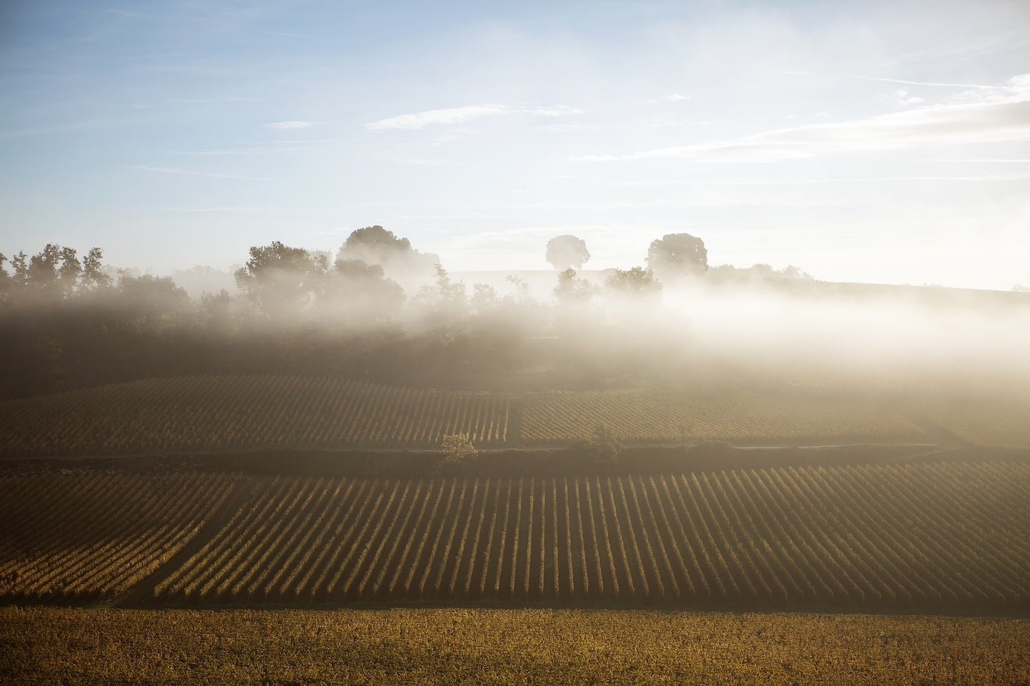 Château Moulin Saint-Georges - Esprit Ausone Famille Vauthier